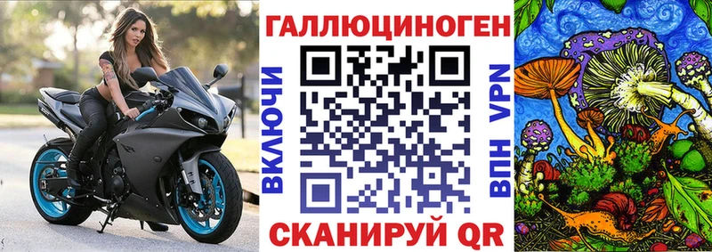 блэк спрут как зайти  Снежногорск  Галлюциногенные грибы Psilocybine cubensis 